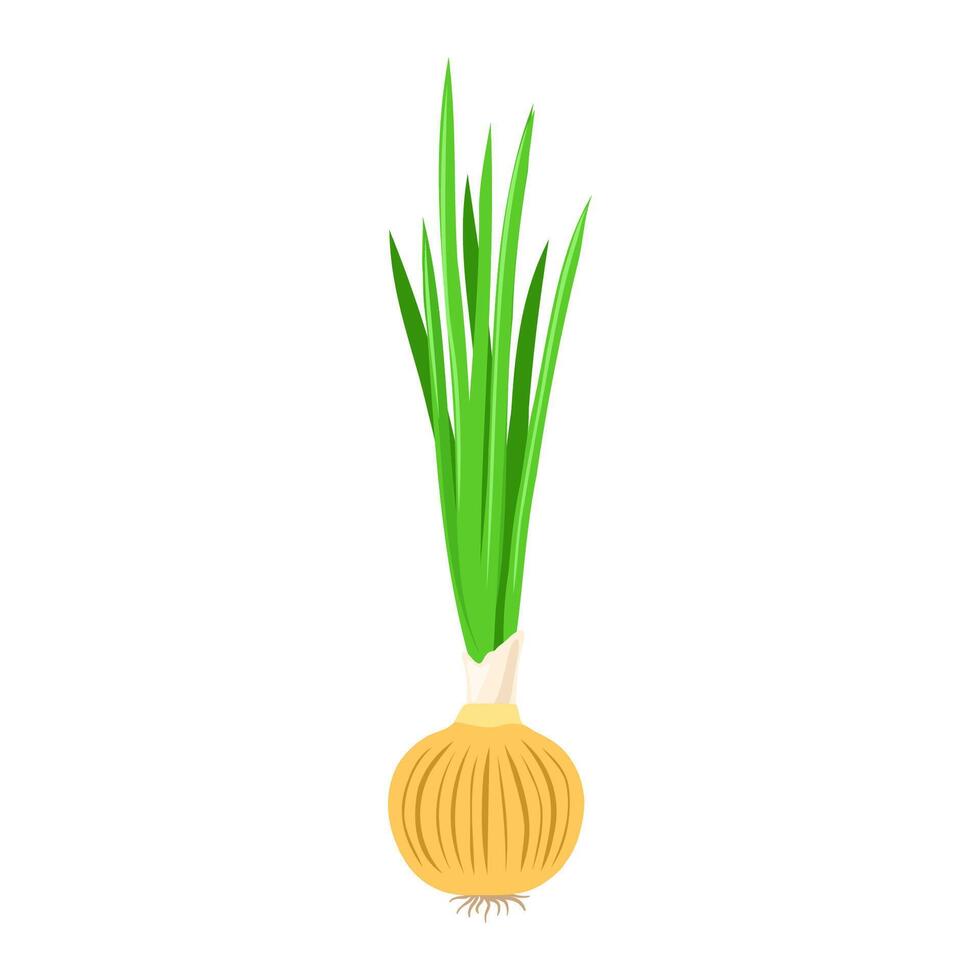 Onion vegetable isolated on white background. Vector flat clipart.