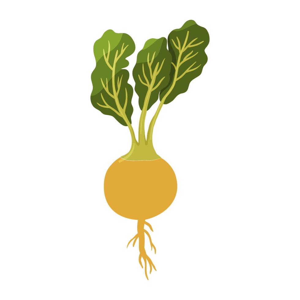 Turnip vegetable isolated on white background. Vector flat clipart.