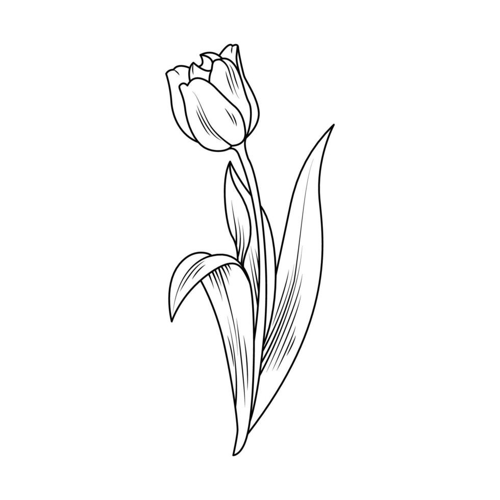 el ilustración de tulipán flor vector