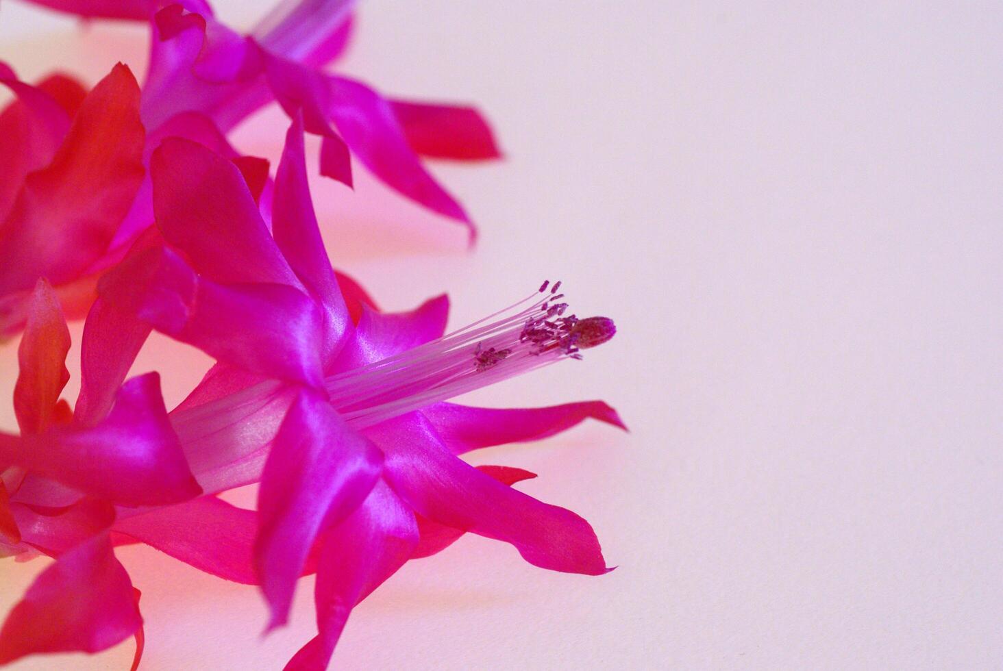 Floral background for cards. Houseplant flower photo
