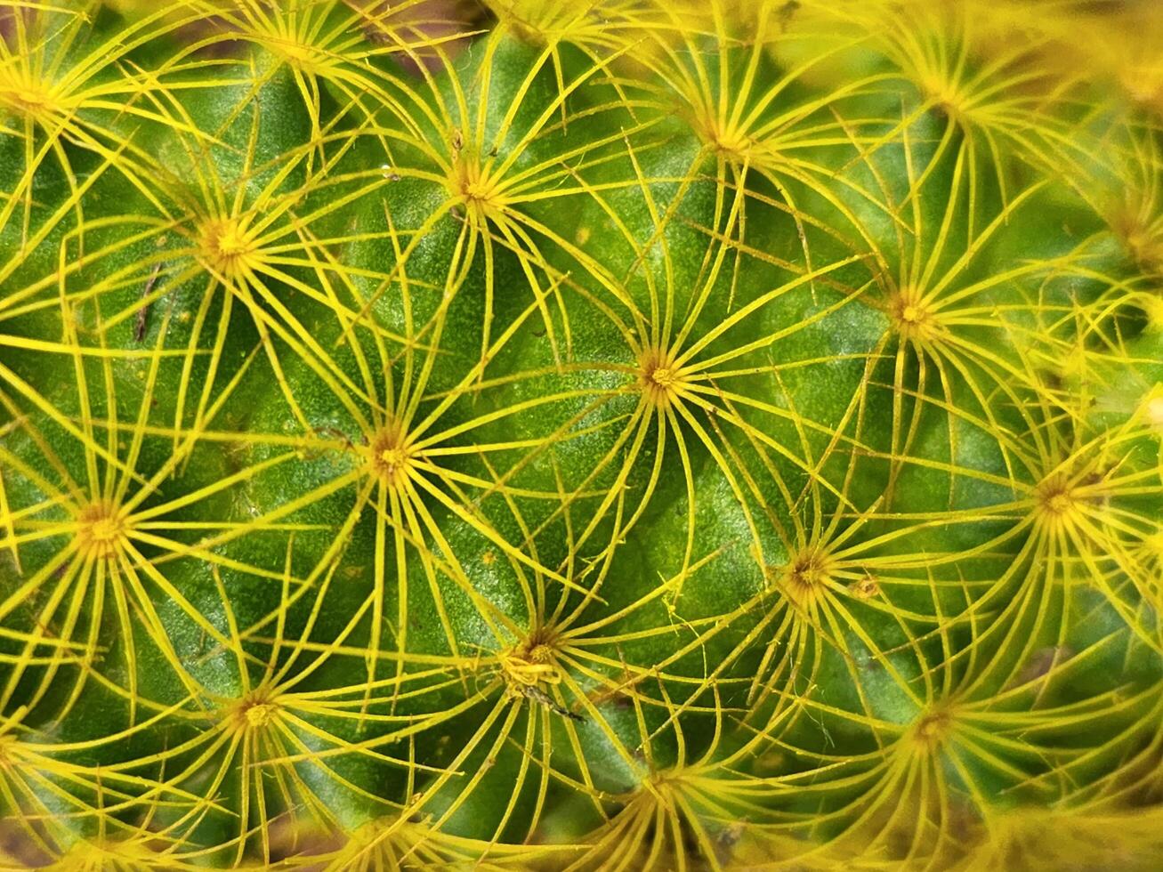 Cactus. Cactus close up. Cactus needles photo