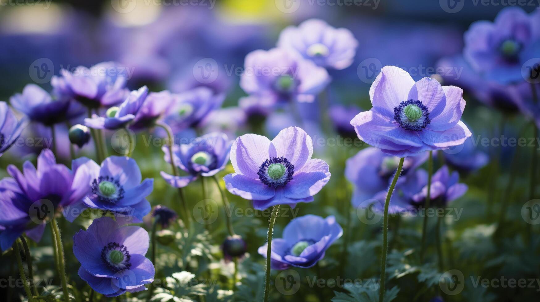 ai generado púrpura anémona flores de cerca al aire libre en verano o primavera foto