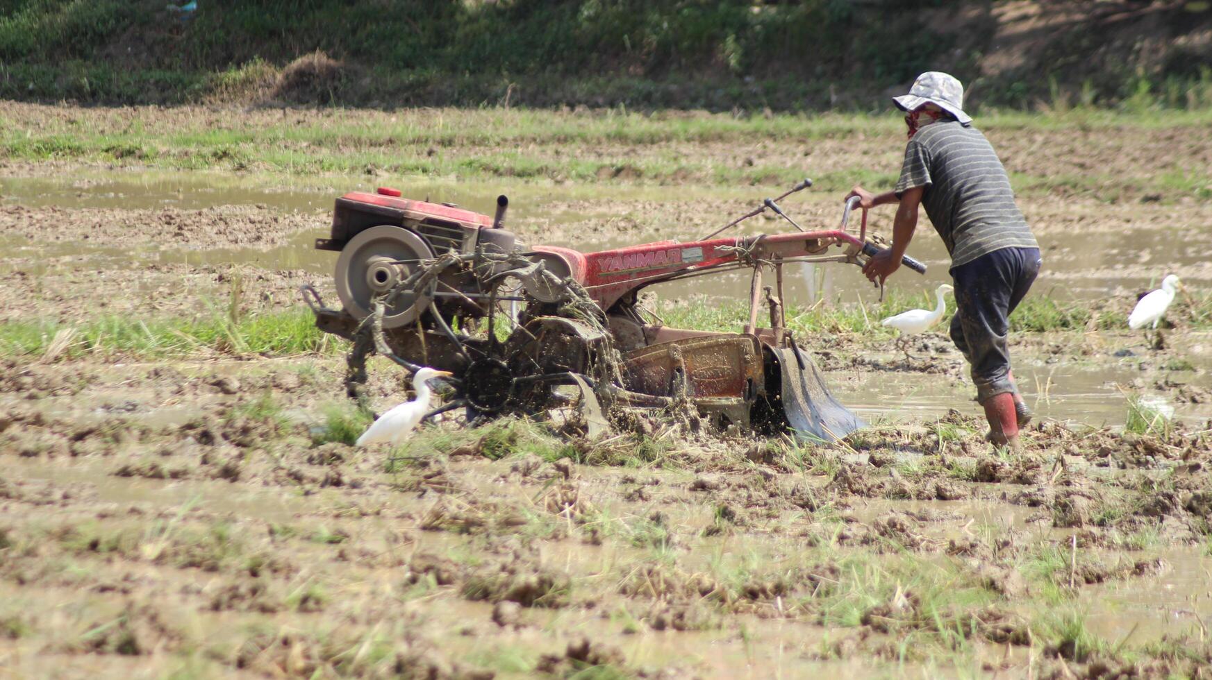 North Aceh, Indonesia, February 5, 2024, farmers use hand tractors to plow rice fields during the day photo