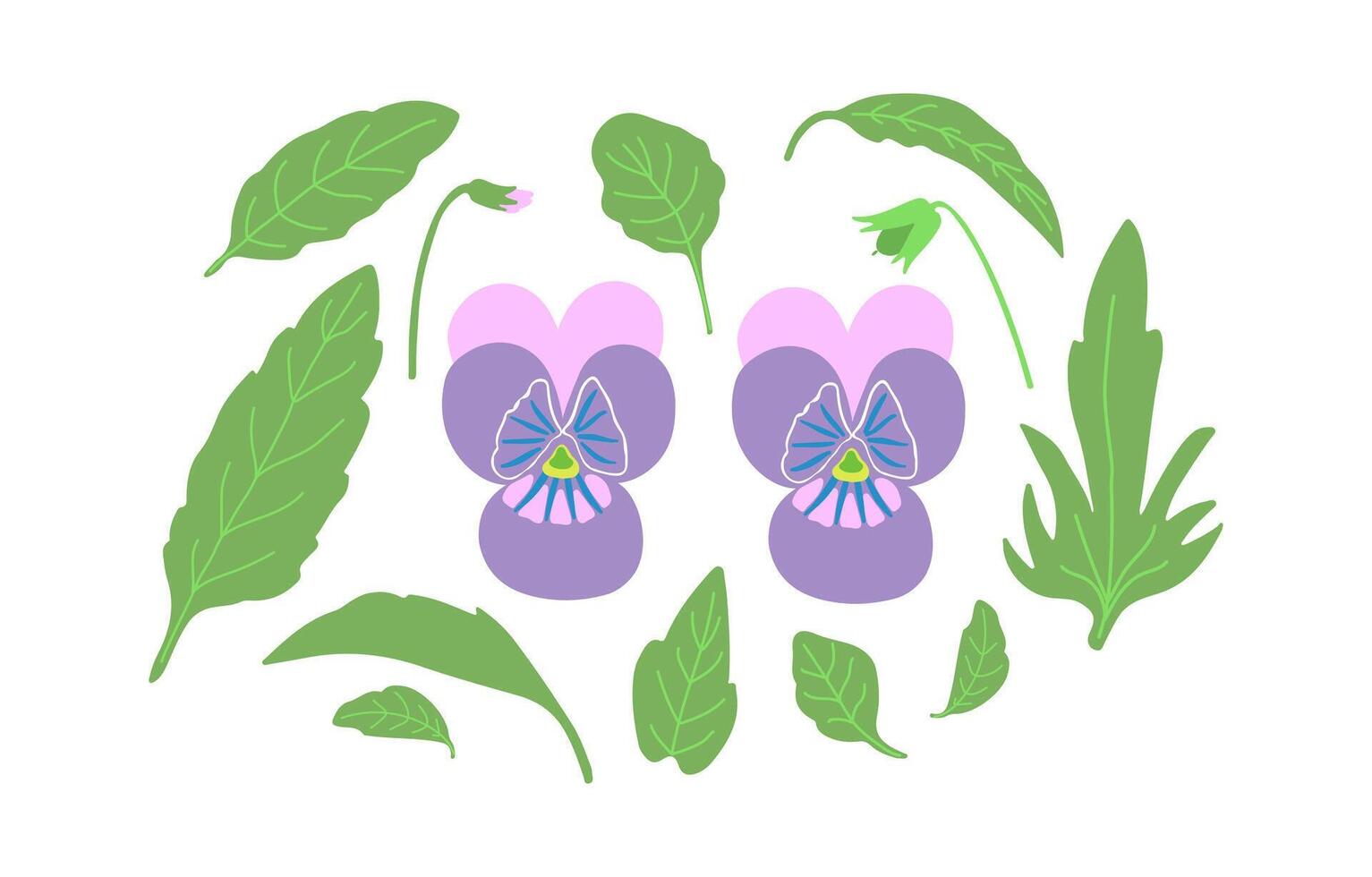 Pansy flowers and leaves element set. Purple pink viola plant hand drawn vector illustration. Spring, summer, nature.