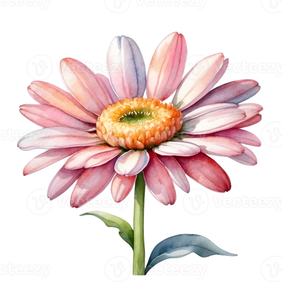 AI generated watercolor illustration of pink gerbera flower with leaves on transparent background png