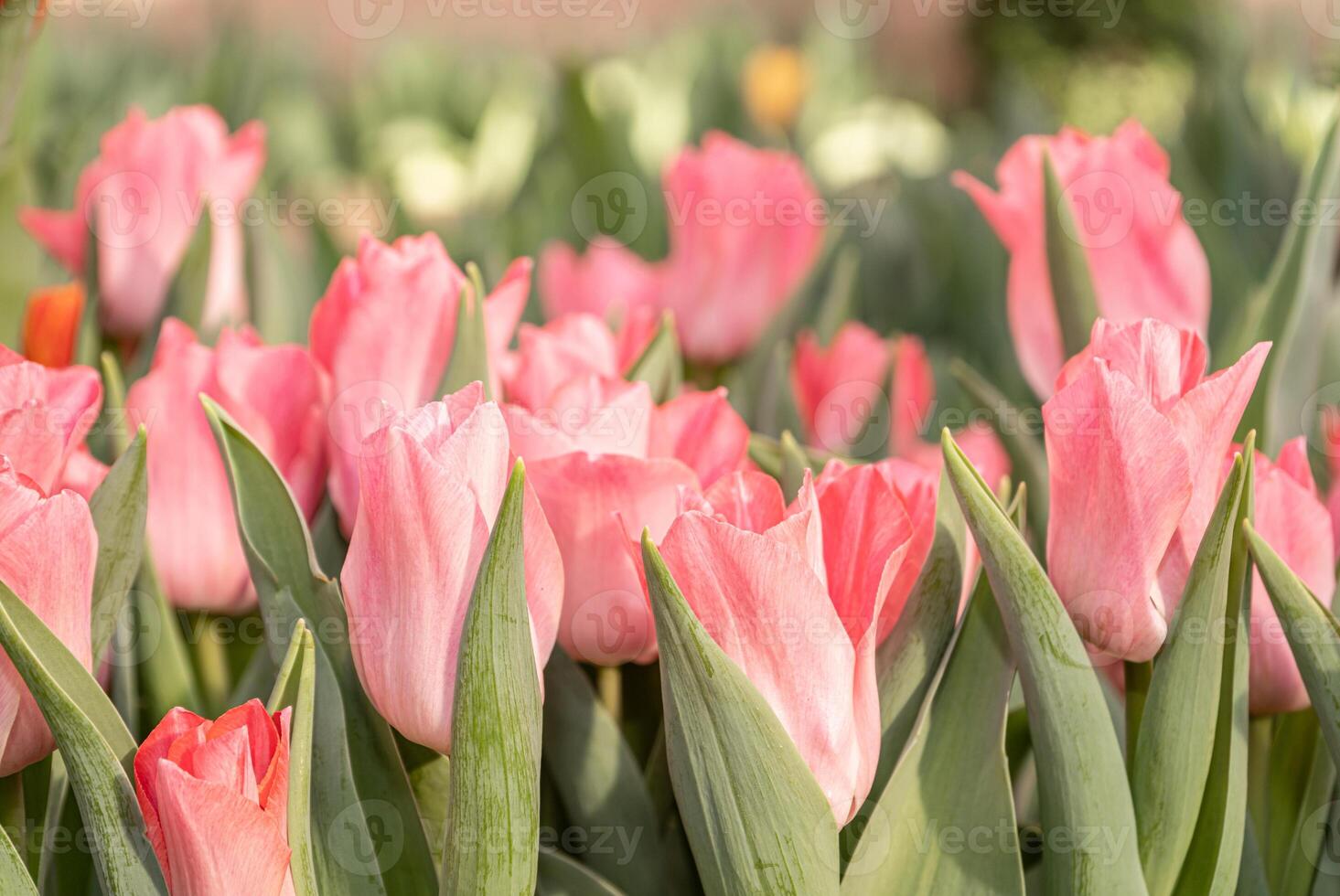 Field with pink tulips. Tulip buds with selective focus. Natural landscape with spring flowers. photo