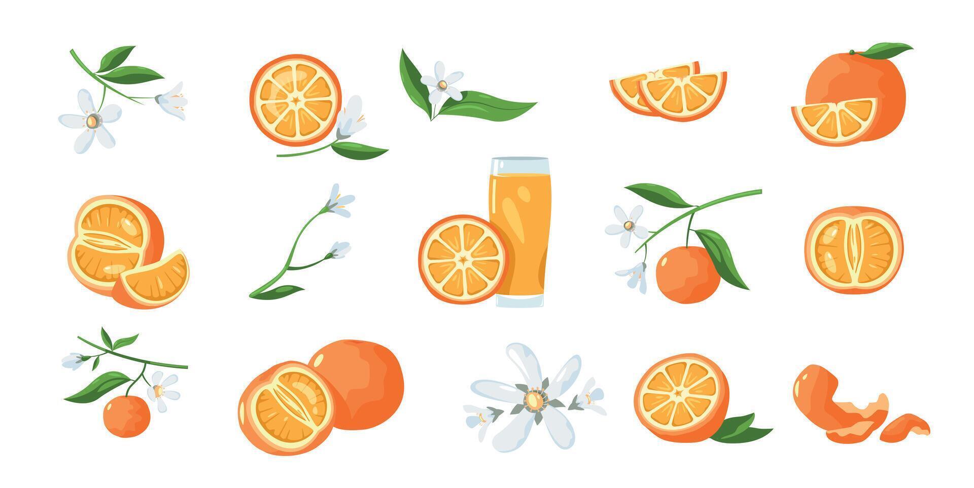 naranja agrios planta. dibujos animados Mandarina árbol con Fresco dulce Fruta y florecer, vistoso botánico planta con frutas para orgánico jugo. vector aislado conjunto