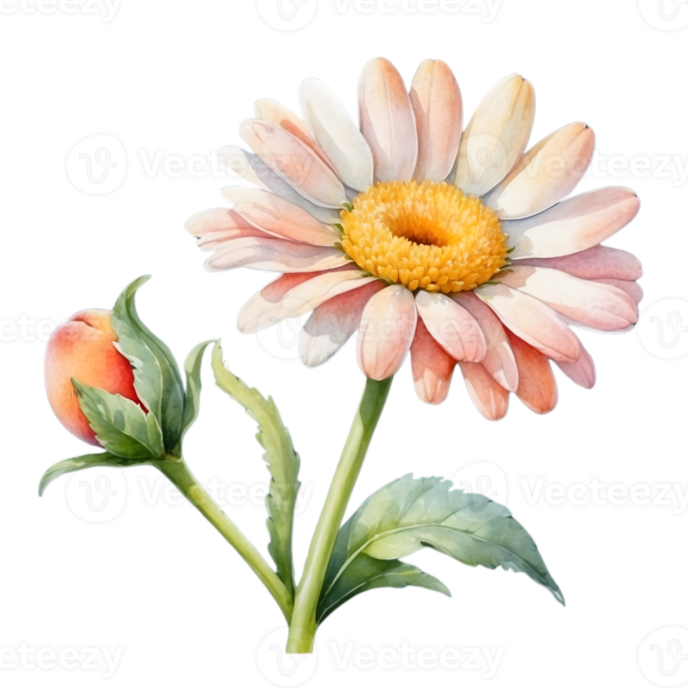AI generated watercolor gerbera flower on transparent background png