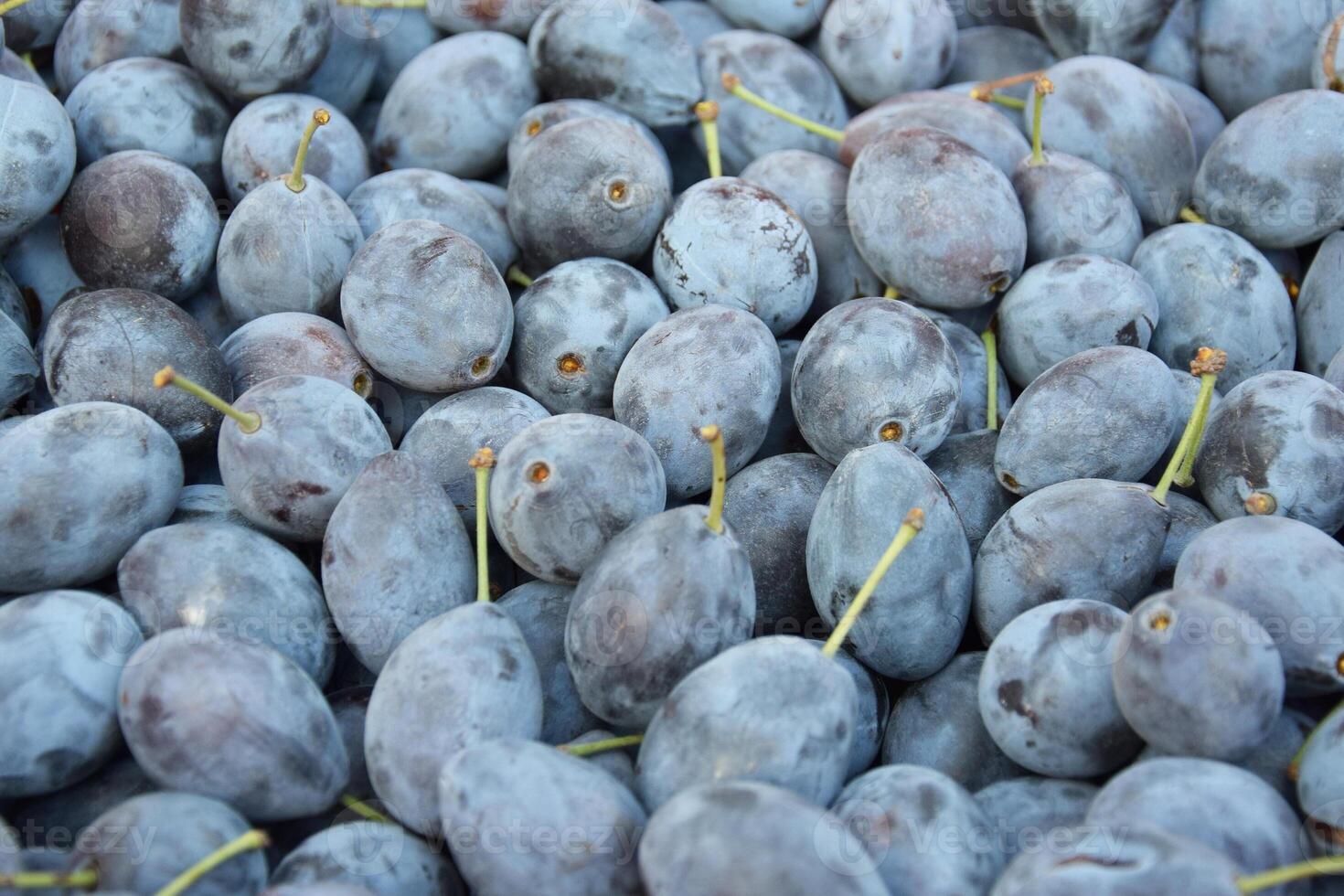 Lots of fresh blue plums. Fruit background. photo
