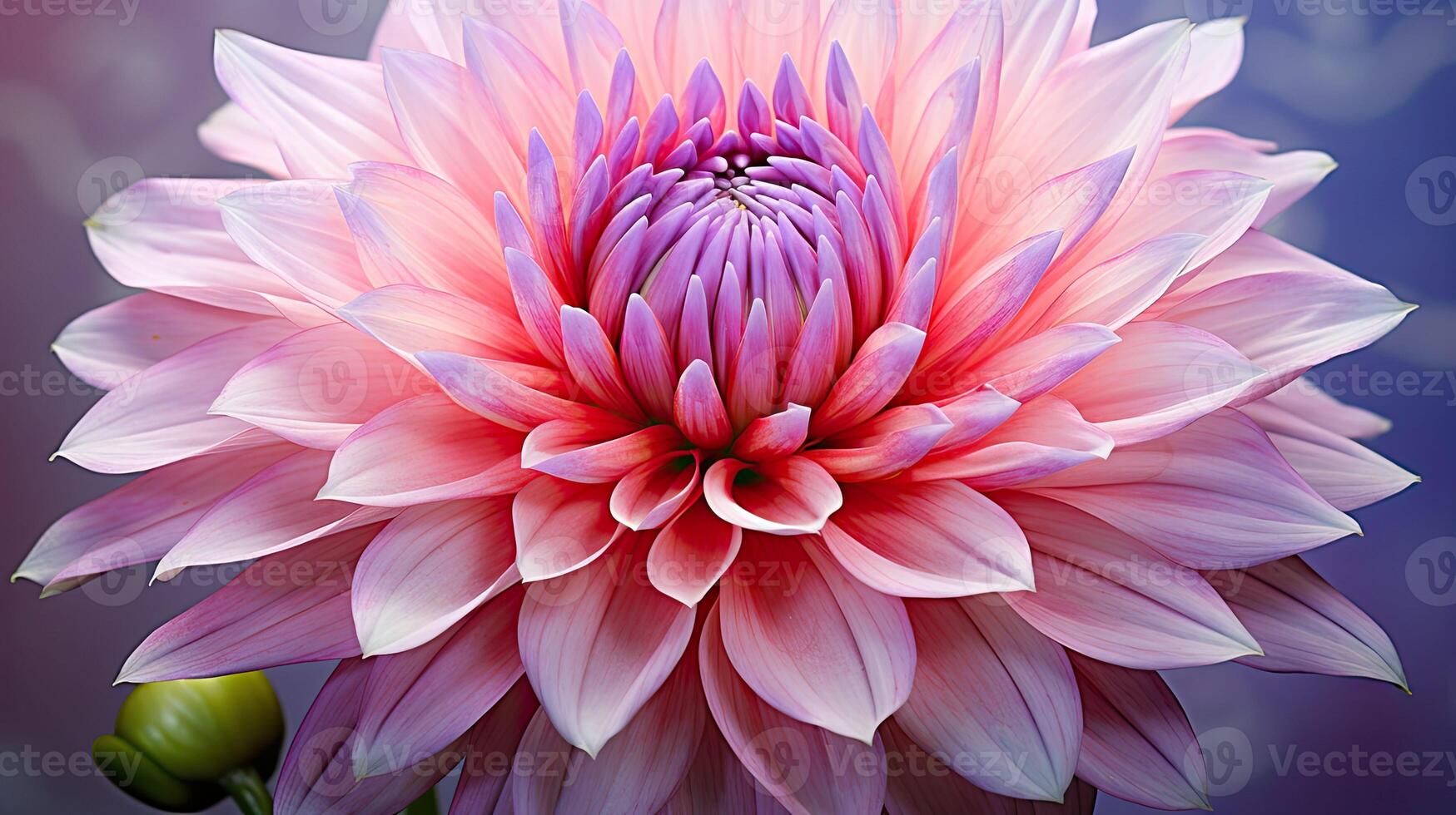 AI generated chrysanthemum asian flower ai generated photo