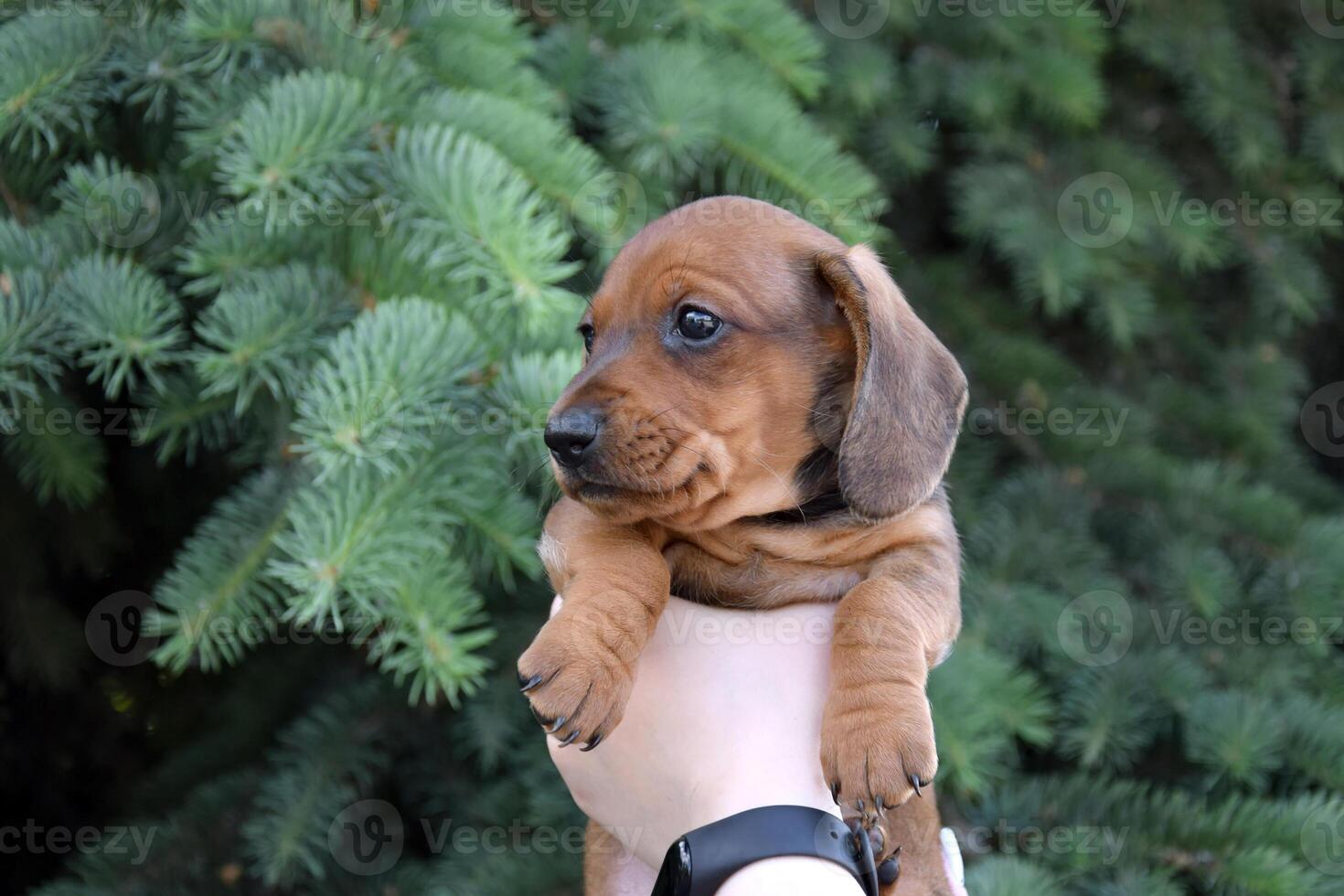Cute dachshund puppy on the background of nature. photo