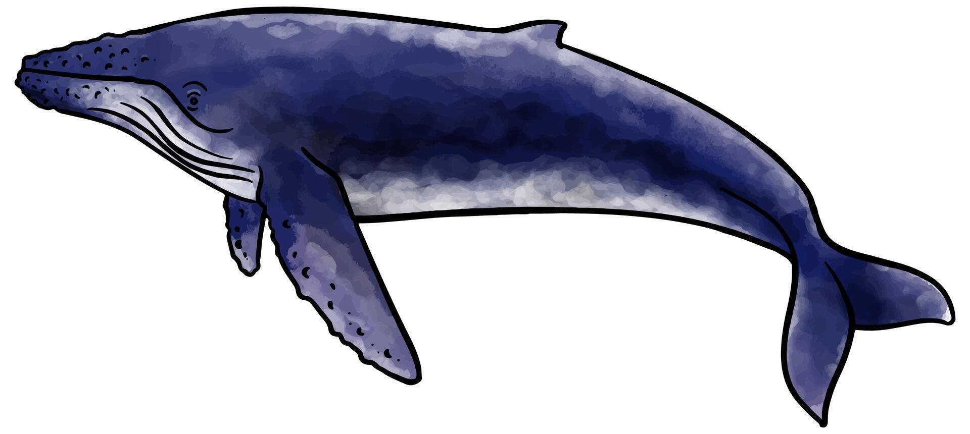 Hand drawn watercolor style humpback whale vector illustration.