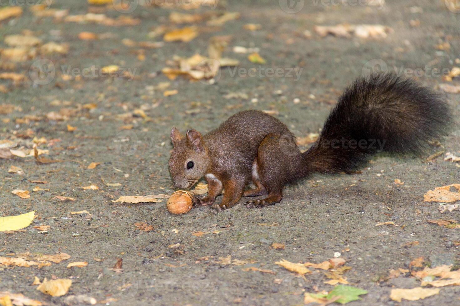 linda ardilla es comiendo un nuez en el suelo en el parque foto