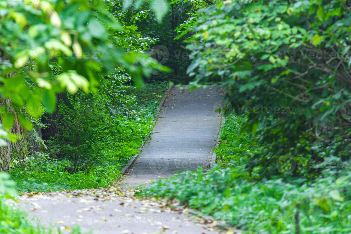 Atmospheric alley or footpath in the park with a lot of trees photo