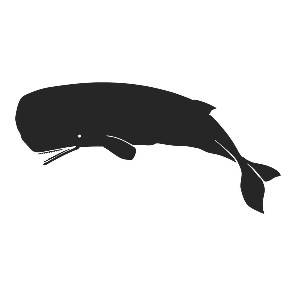 Hand drawn sperm whale vector illustration