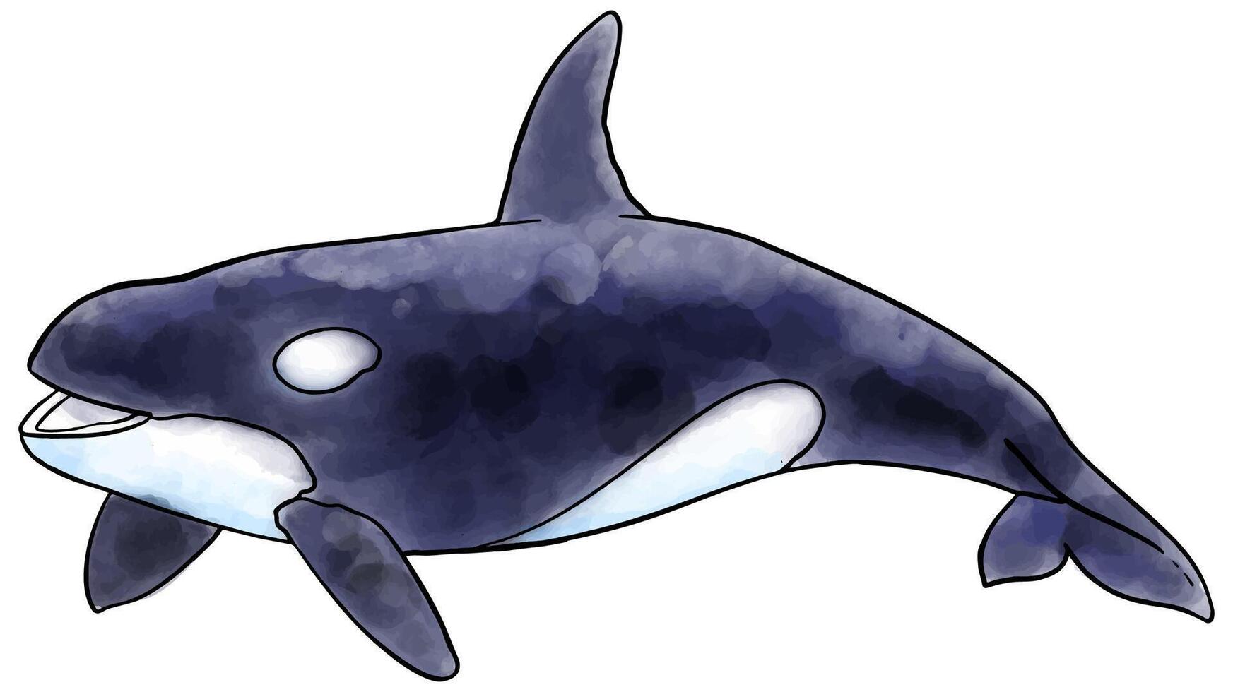 watercolor style killer whale orca hand drawn vector illustration.