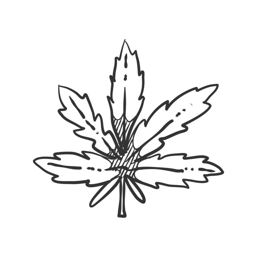 Cannabis leaves icon in hand drawn doodle vector