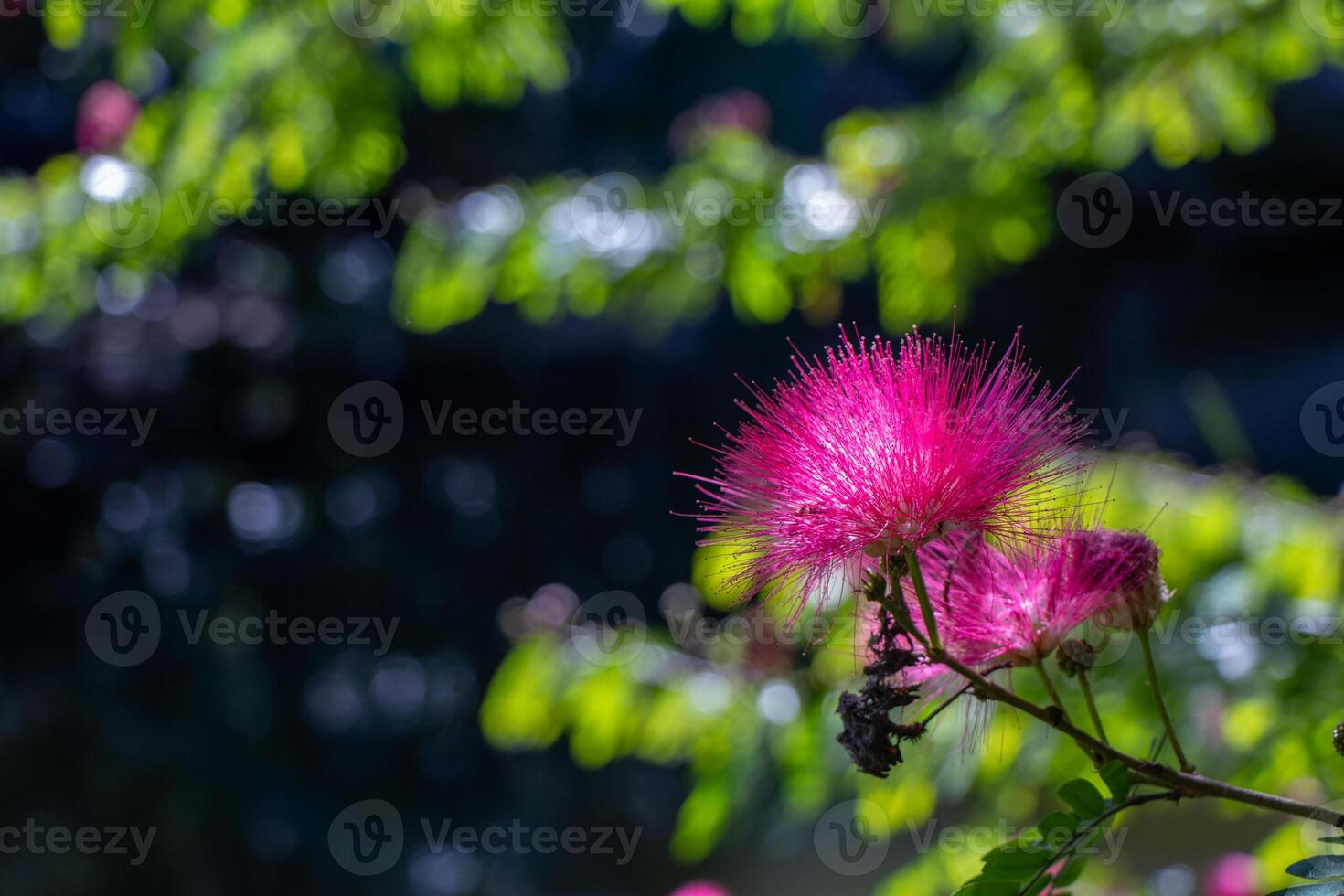 Pretty pink flowers on a tree photo