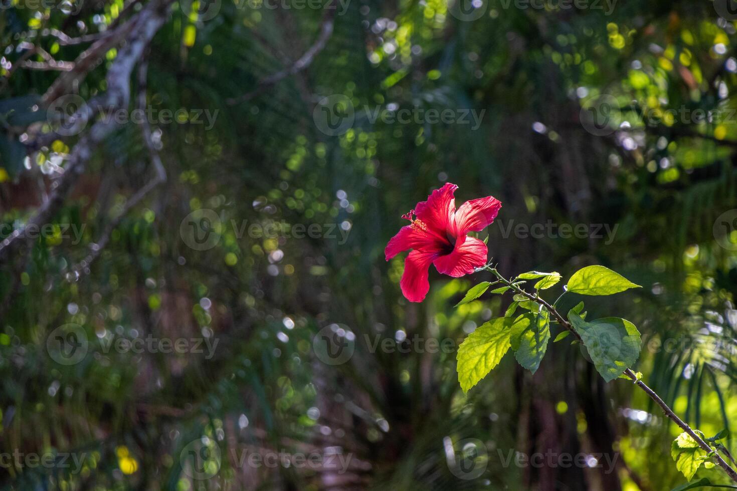 red flower in a garden photo