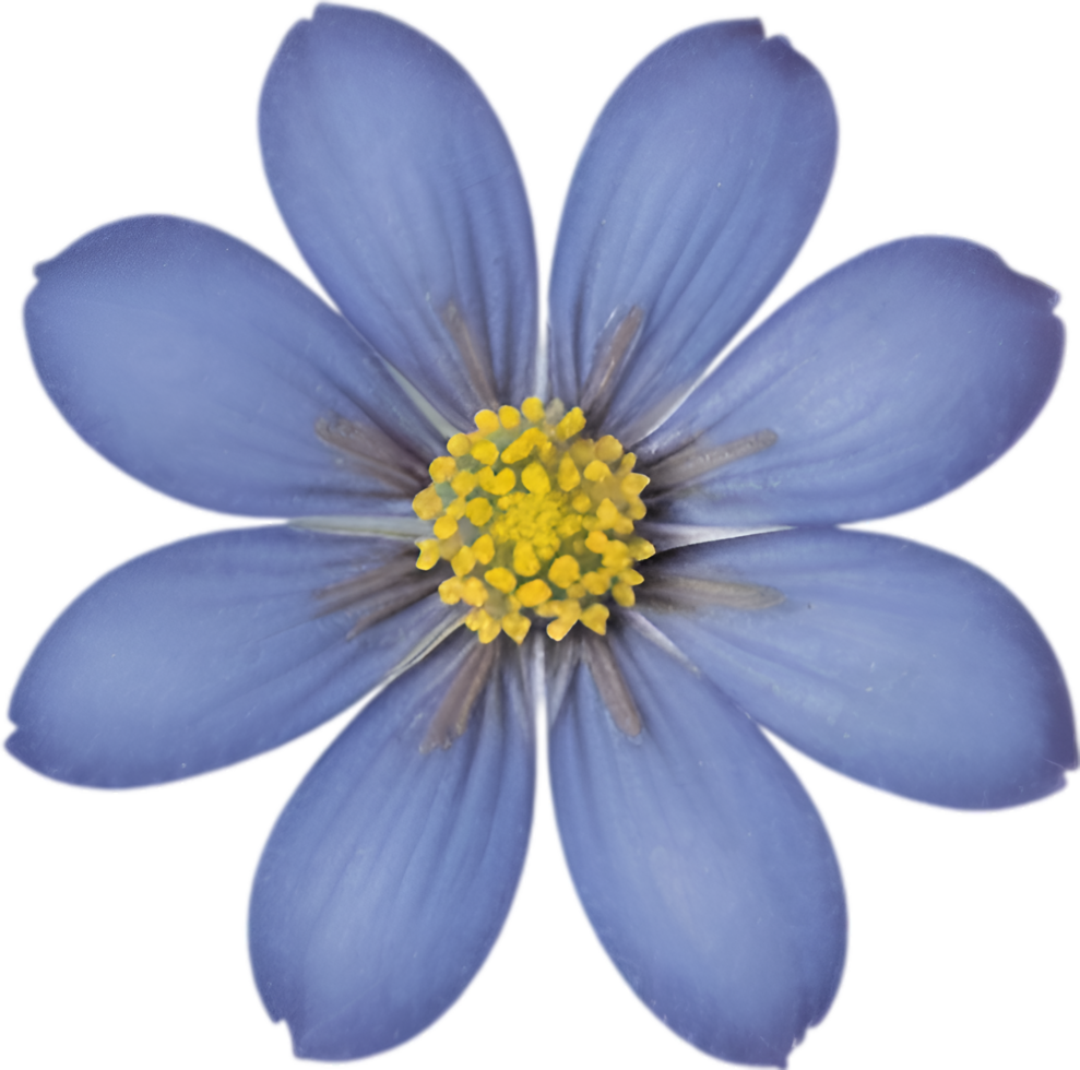 AI generated Flower icon, close-up of a cute colorful flower icon. png