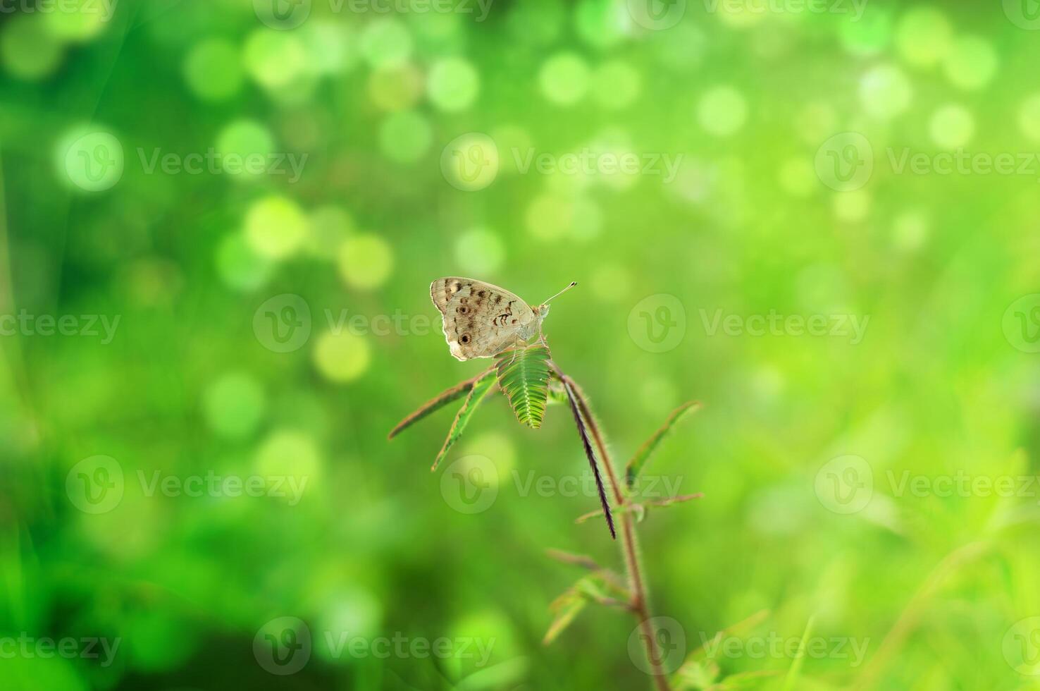 Zizina otis butterflies are perched on the leaves photo