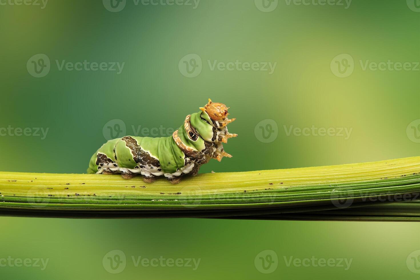 A Caterpillar Citrus Swallowtail photo