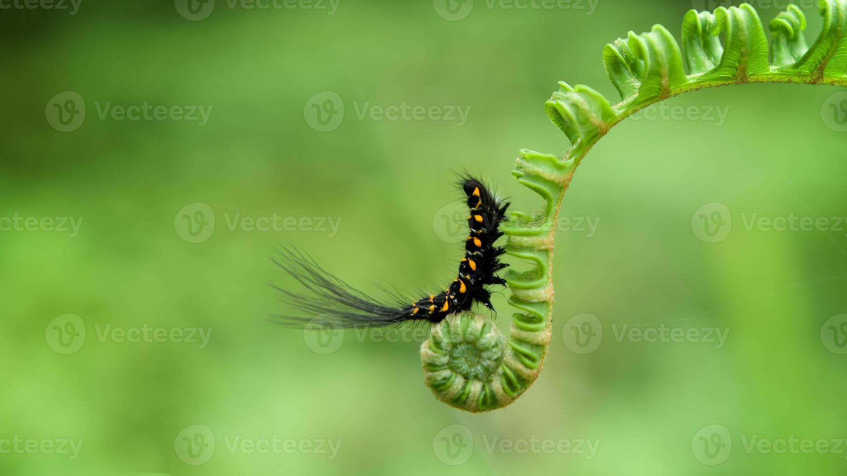 A Caterpillar Black Hairy photo