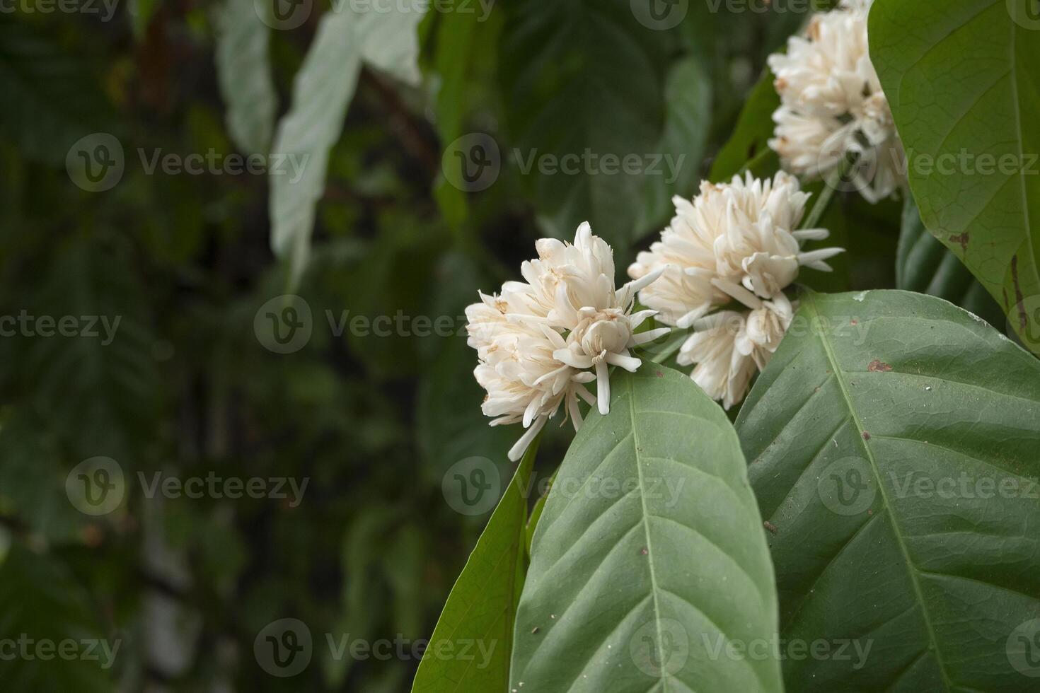 The beauty of white coffee flowers on a tree in a blossoming garden, in the colorful, natural setting photo