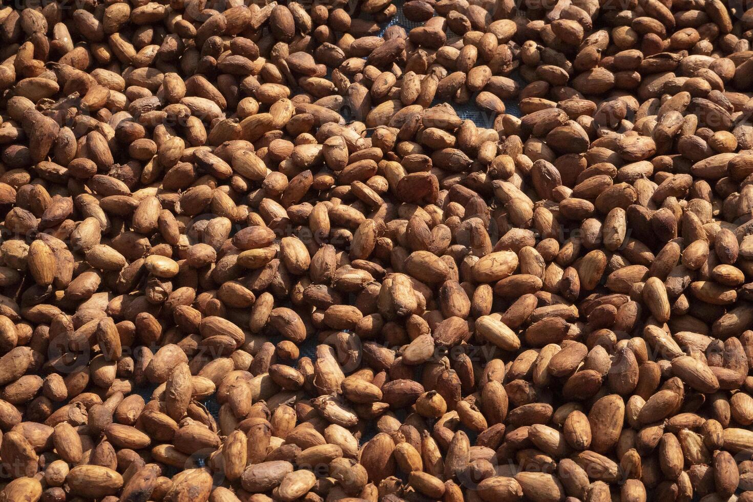 Cocoa beans, or cacao beans being dried on a drying platform after being fermented photo