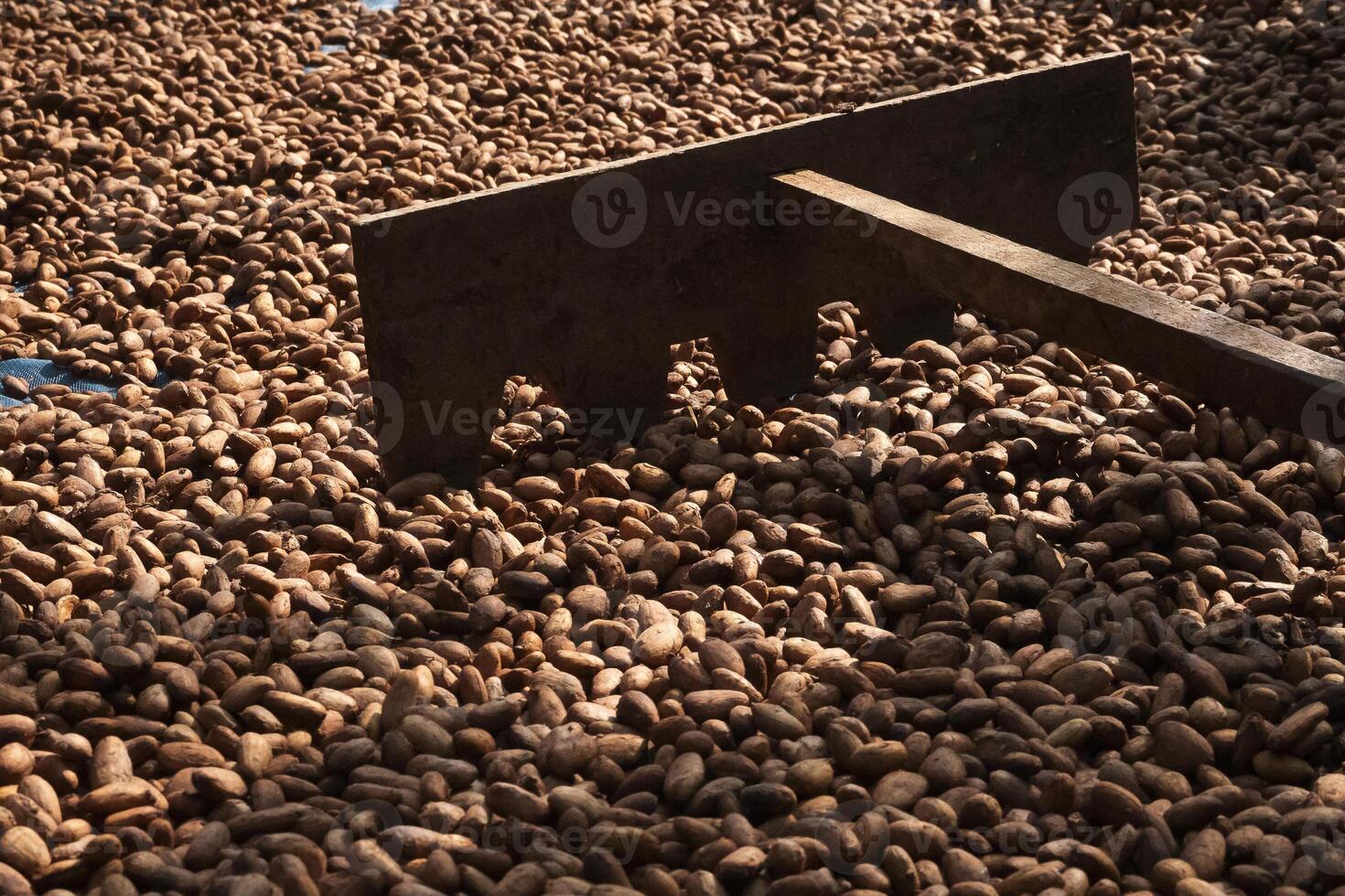 Cocoa beans, or cacao beans being dried on a drying platform after being fermented. photo