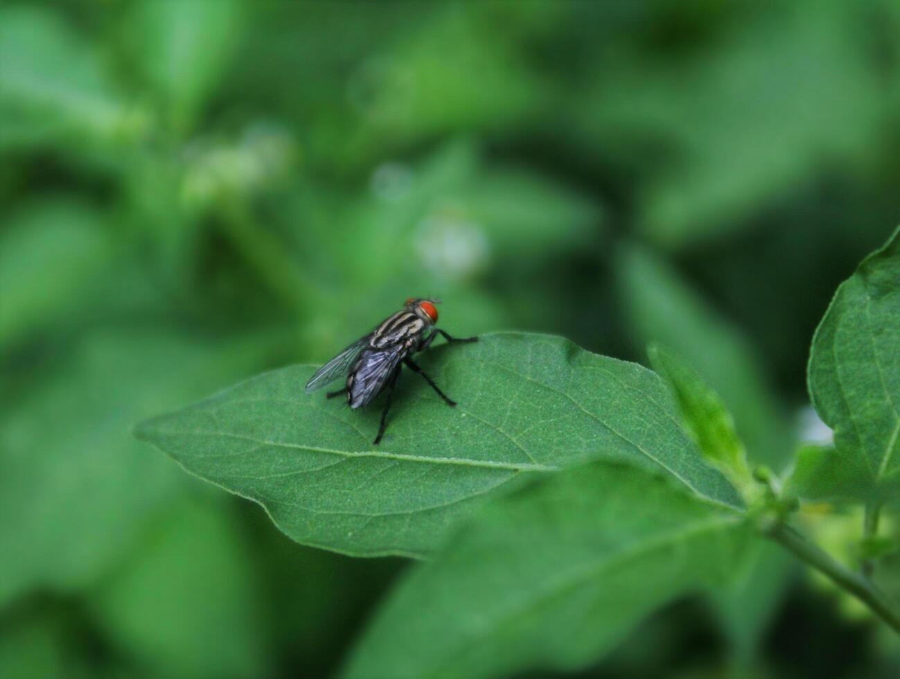 A green fly landed on a leaf photo