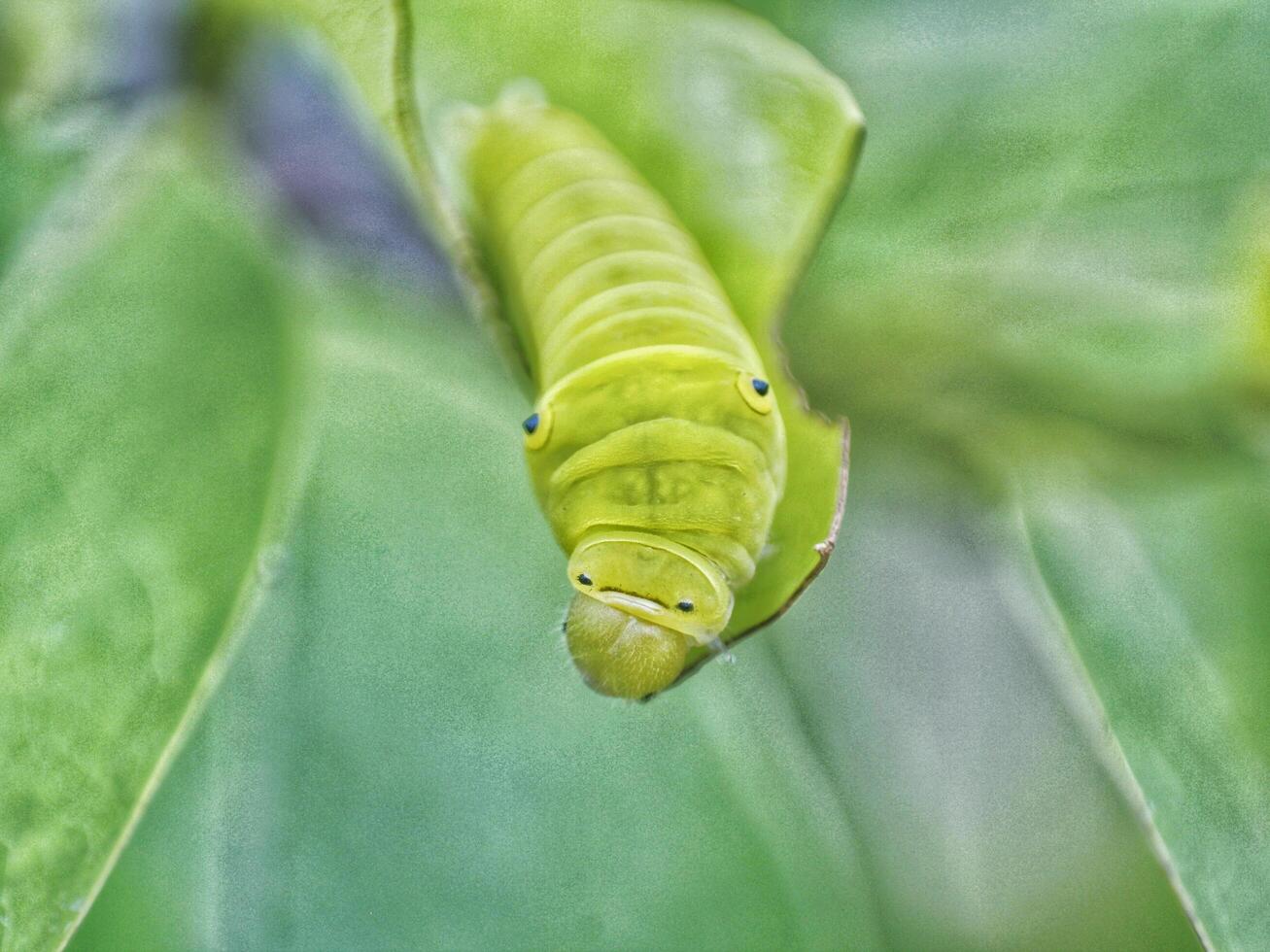 Green Papilio machaon butterfly caterpillar on green leaf plant on a summer day photo