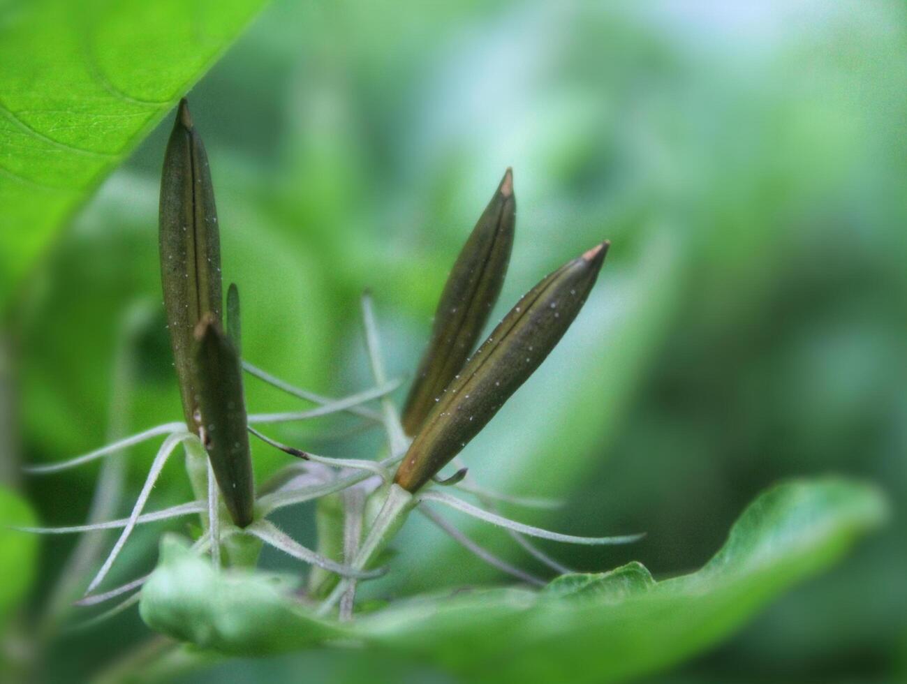 Small flower Popping pod of Ruellia tuberosa on green branch. Indonesian plants, Asian nature photo