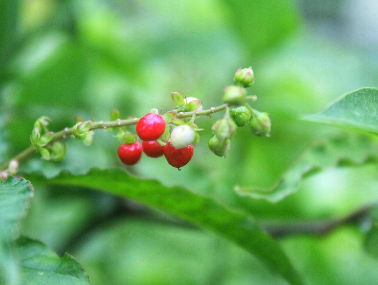 Small red berries on a green branch. Thai plants, Asian nature photo