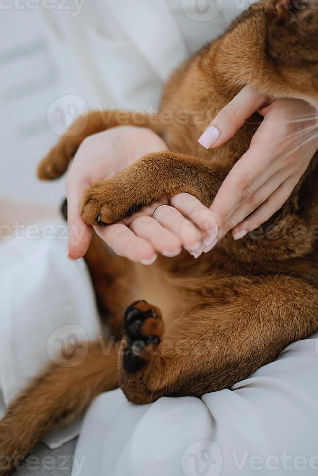 animal paws and people's hands crossed photo