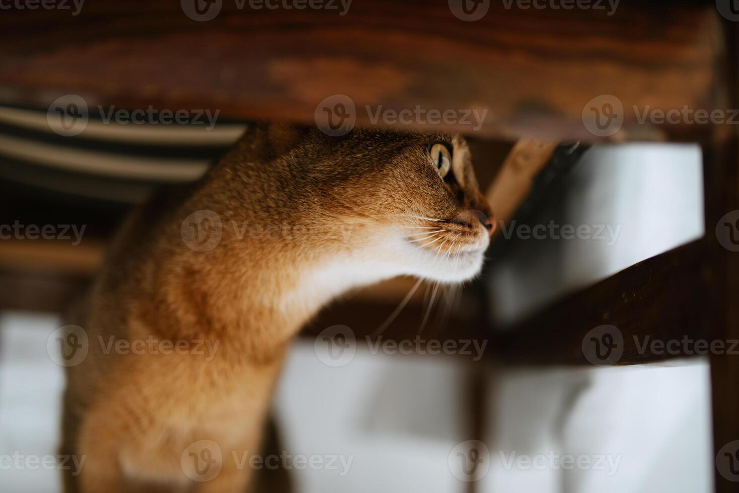 brown abyssinian cat plays photo
