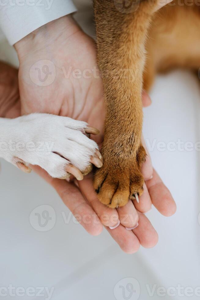 animal paws and people's hands crossed photo