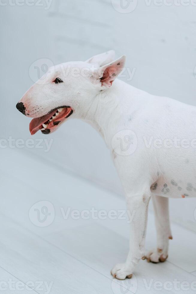 white dog with smooth fur photo