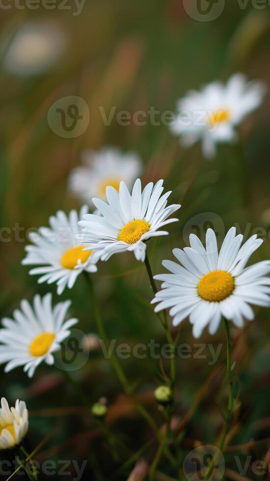 AI Generated Daisies background, close up. Spring or summer banner photo
