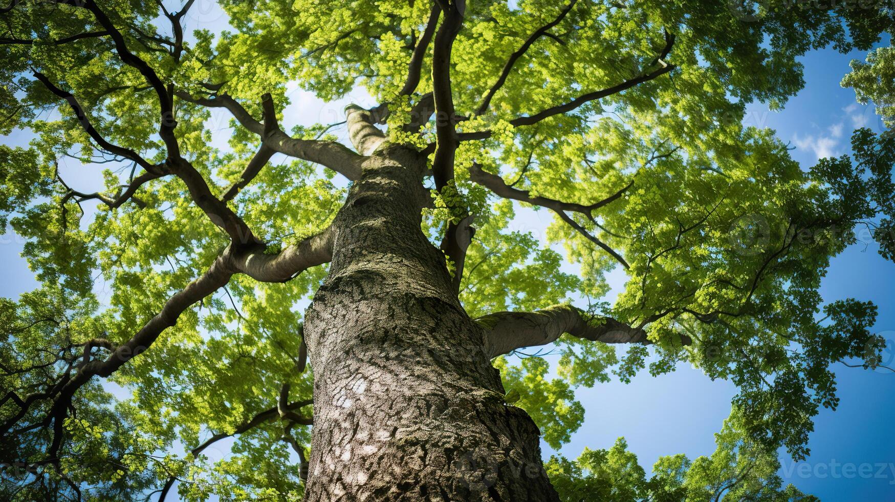 AI generated Sycamore tree, low angle view. Blue sky background photo