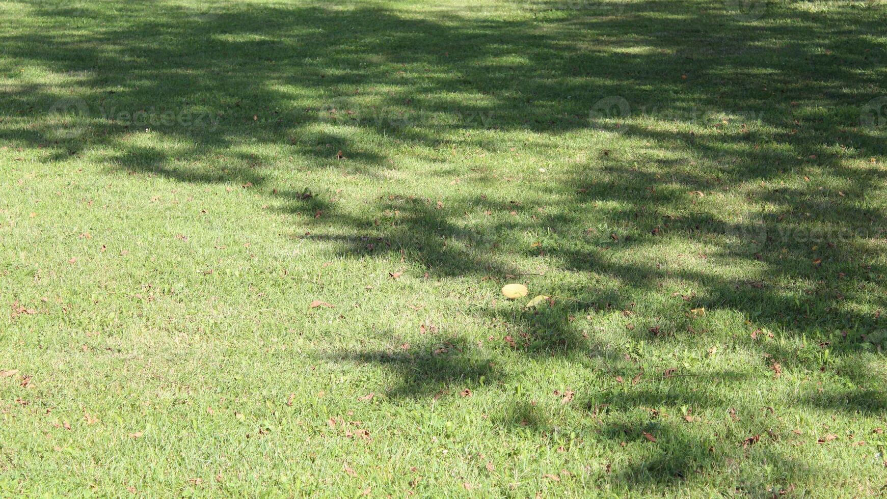 Tree shadow on green grass photo