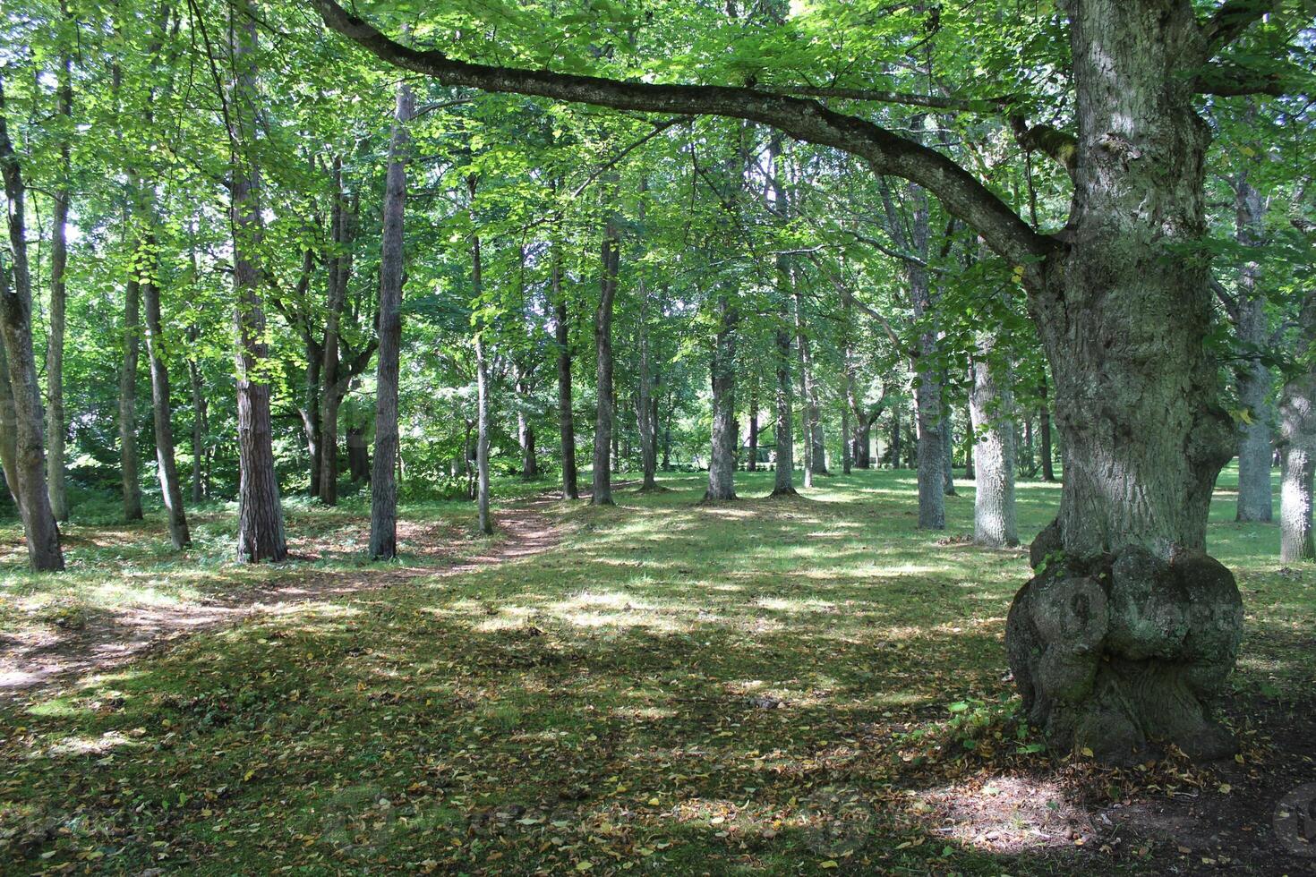 The greenery leaves branches of big Rain tree sprawling cover on green grass lawn under sunshine morning, plenty trees on background in the publick park photo