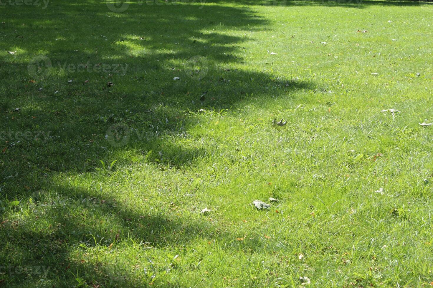 Tree shadow on green grass photo