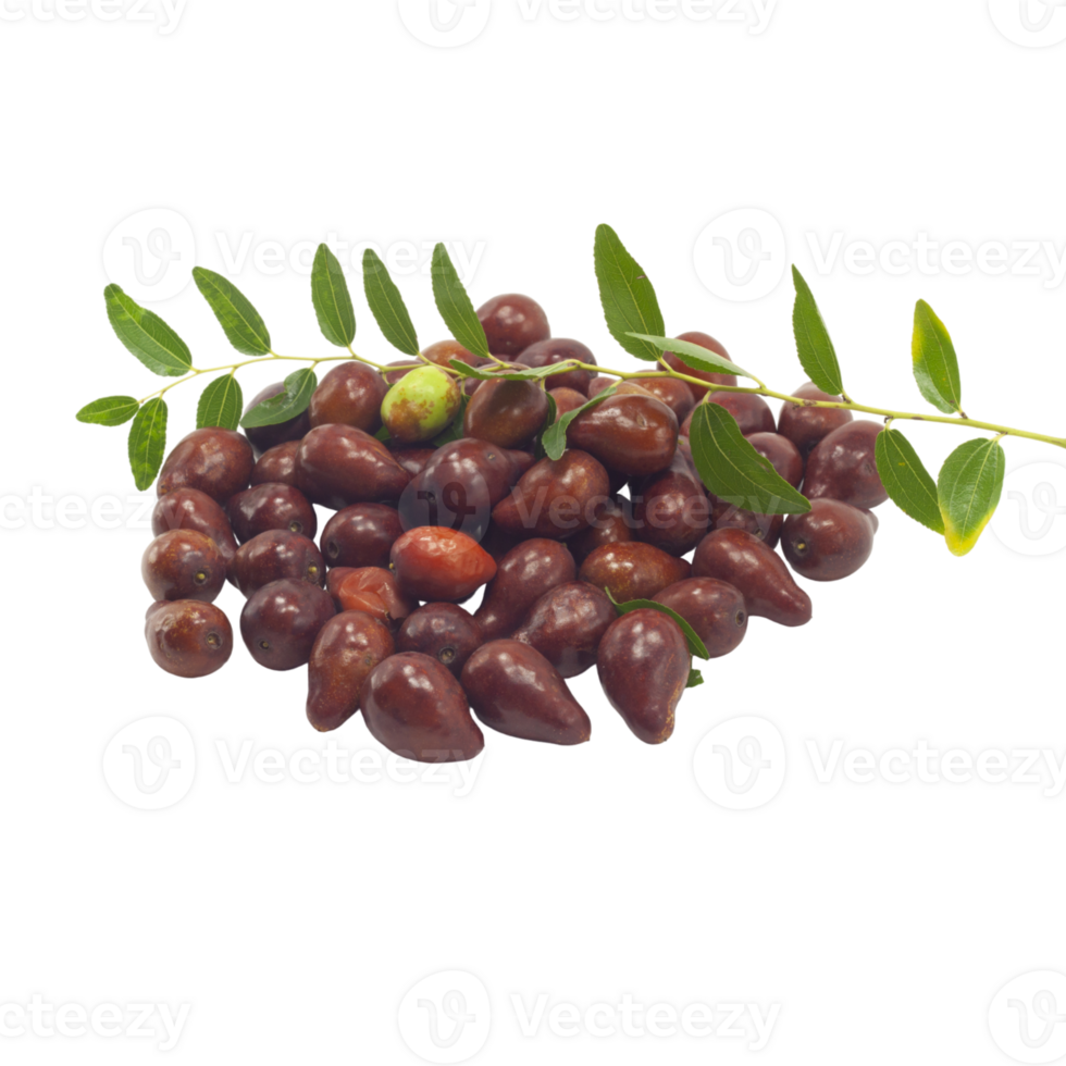 branch leaves and fruits of jujure png