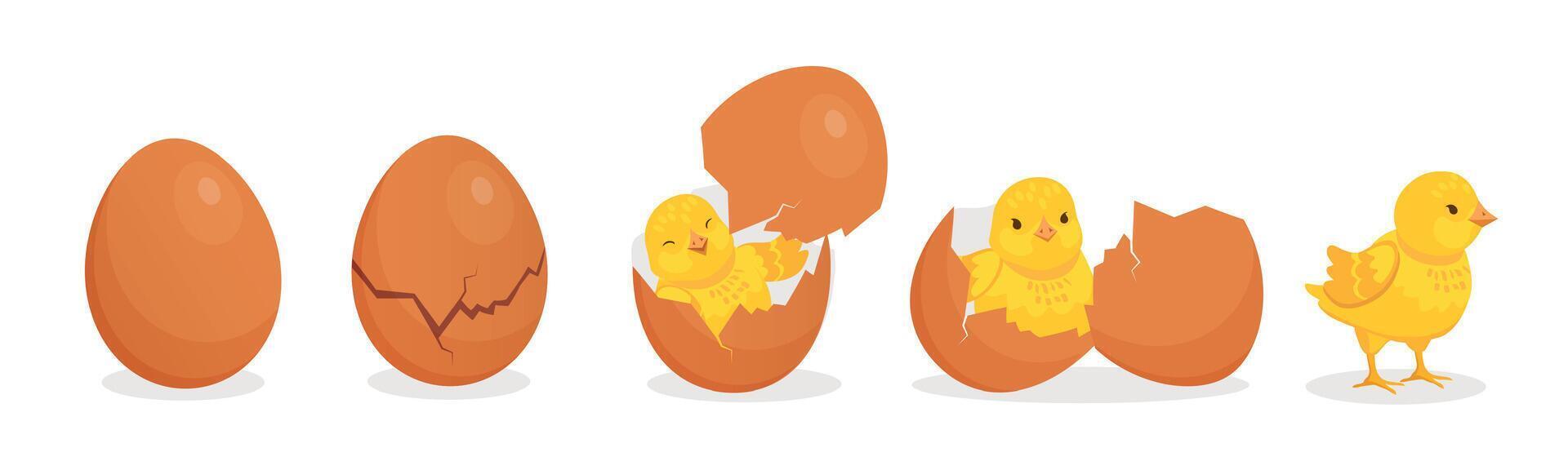 Cartoon cute baby chicken hatch from egg stages. Cracked eggshell and newborn yellow chick. Easter farm bird character birth vector concept