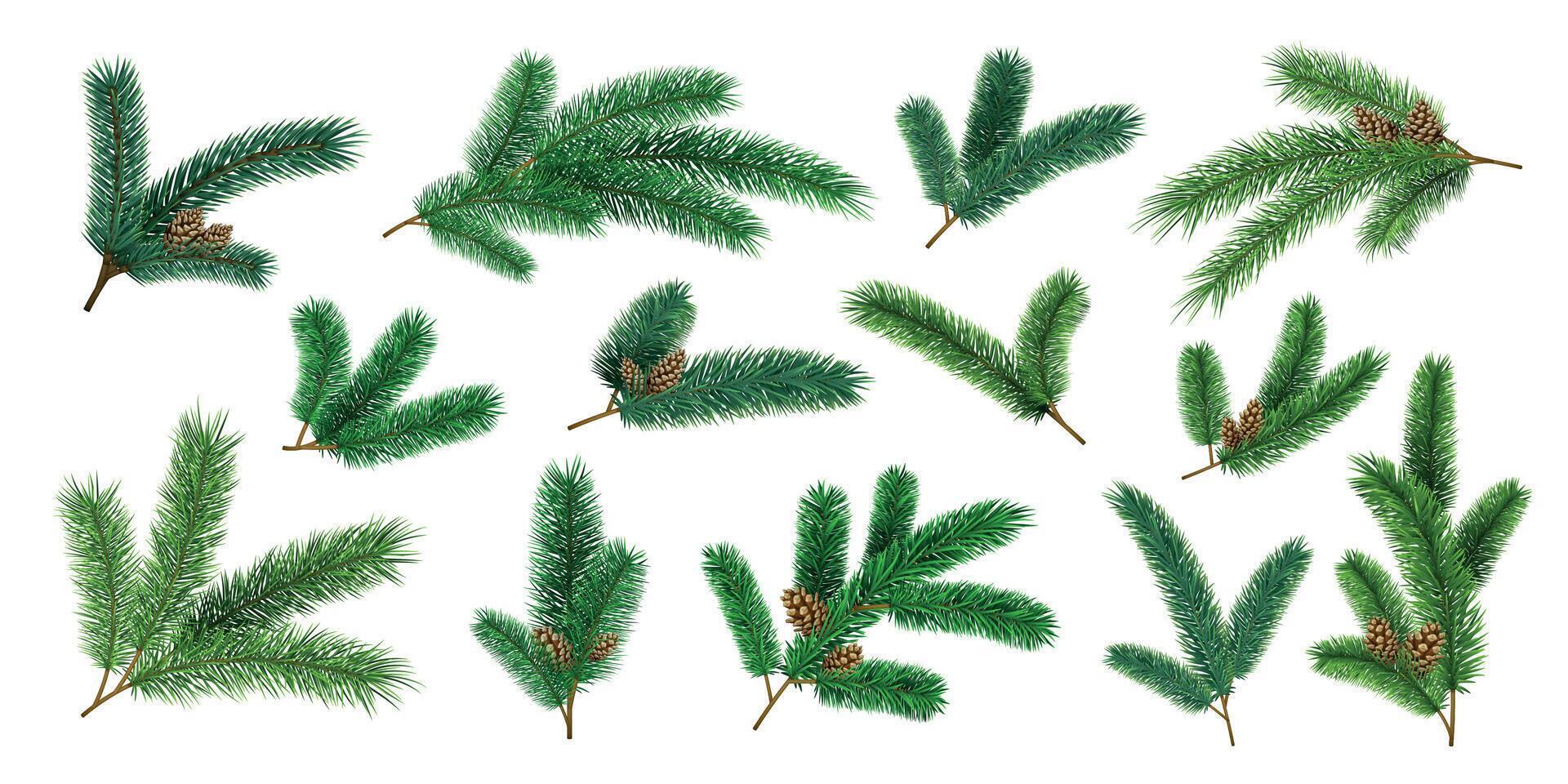 realista Navidad árbol ramas y abeto leña menuda con piña. hojas perennes Navidad pino decoración guirnaldas 3d bosque pinos agujas vector conjunto