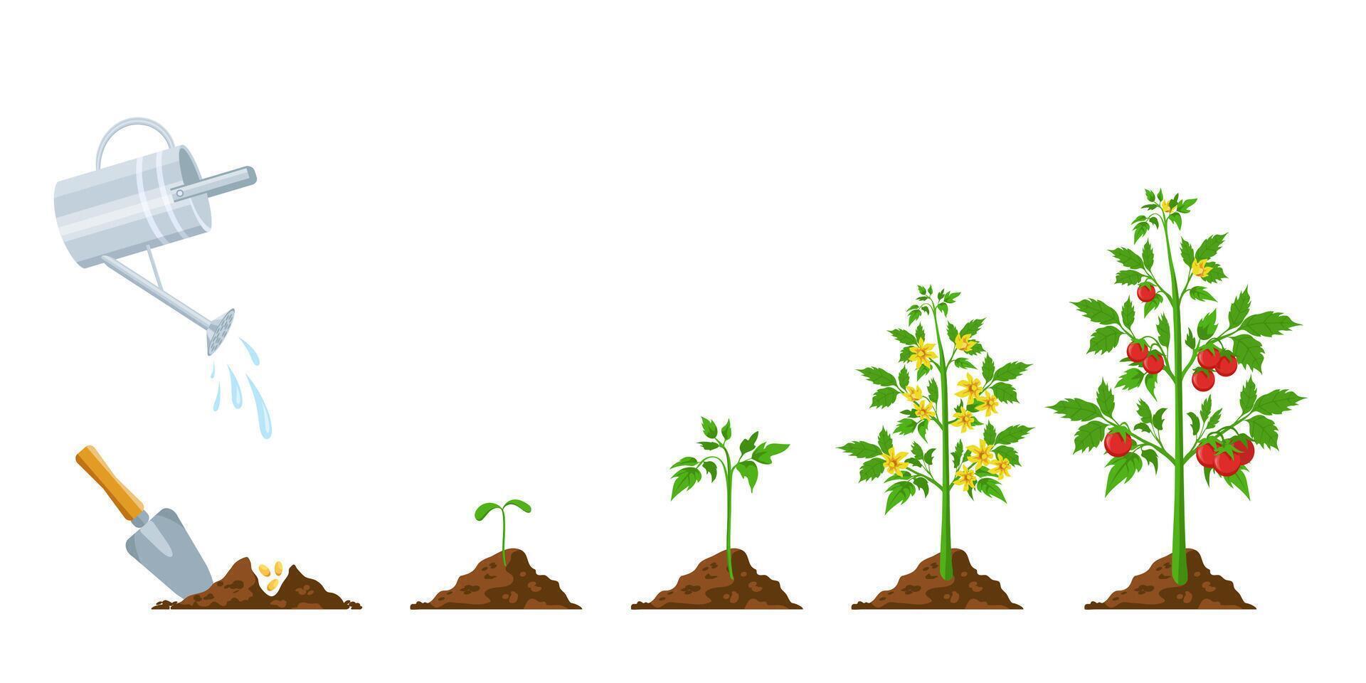 Tomato growth. Stages of plant seeding, flowering and fruiting. Vegetable green sprout grow. Agriculture planting process vector infographic