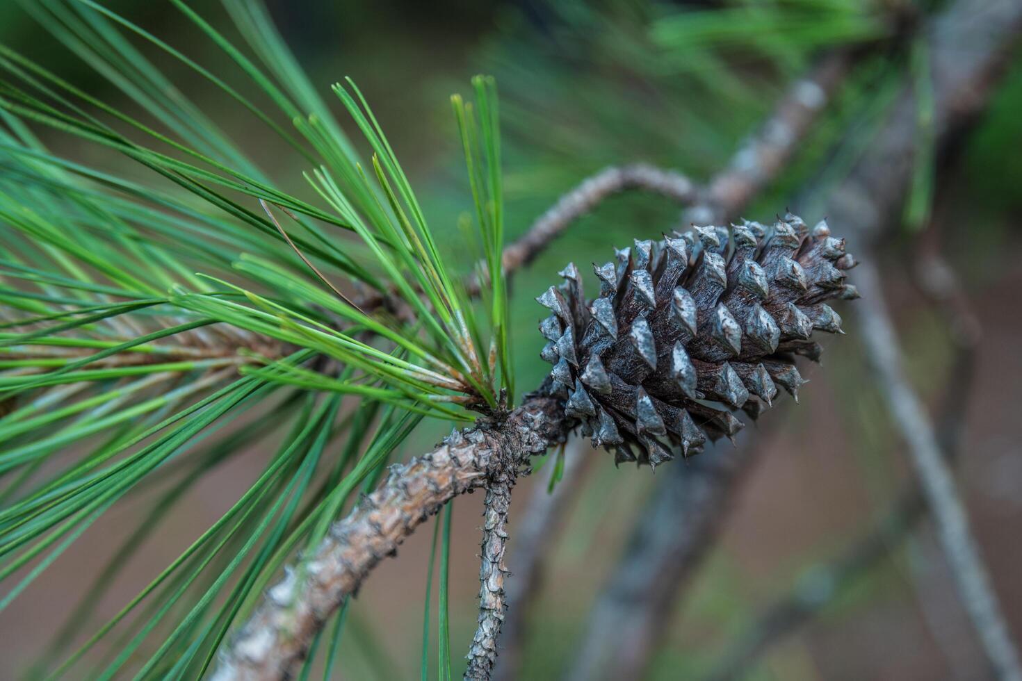 Opened pine cone still on the tree branch photo