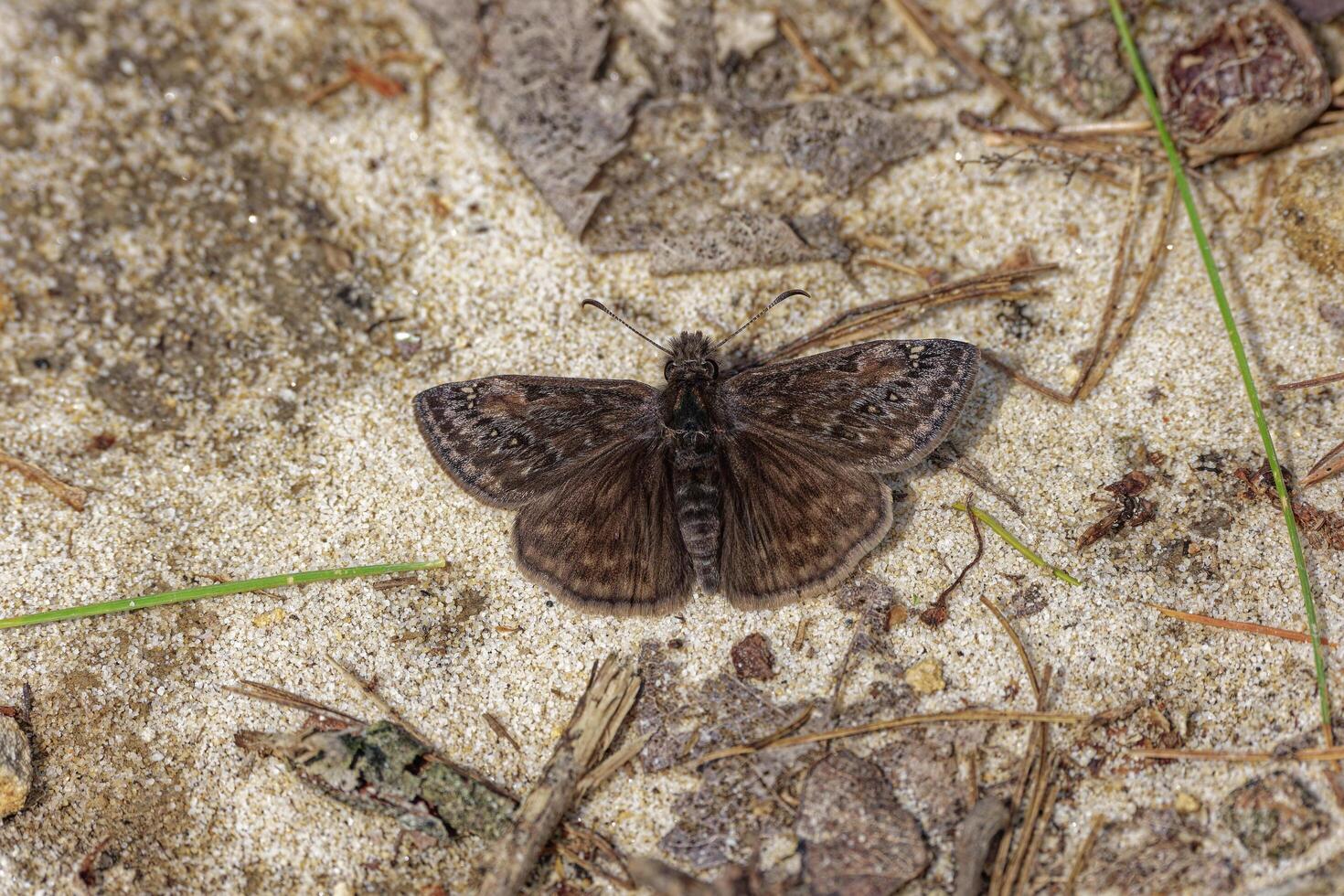 Small butterfly called a Sleepy duskywing photo