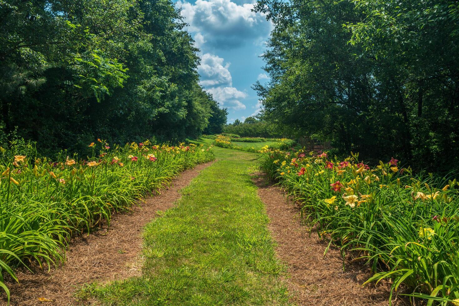 Daylily landscape many species photo